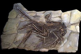 羽毛恐竜アンキオルニスの学術標本