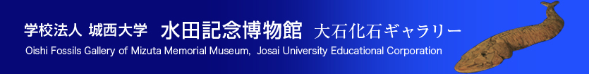 学校法人城西大学 水田記念図書館 大石化石ギャラリー Oishi Fossils Gallery of Mizuta Memorial Museum・Josai University Educational Corporation