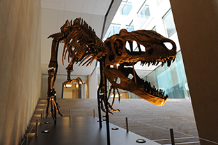 Display of a tyrannosaurus skeleton in the basement 1st floor courtyard