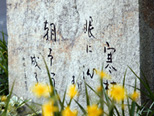 Haiku poem monument"Kantsubaki me-ni shimu – ashita yosan naru"