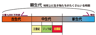 第1回 白亜紀 はくあき ってどんな時代 ギャラリーノート 学校法人城西大学水田記念博物館大石化石ギャラリー 学校法人 城西大学