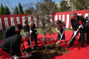 Planting of acacia trees