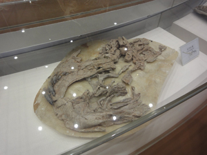 貴重な化石標本の数々
