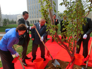 水田桜を植樹