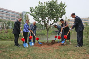 Planting the sakura saplings